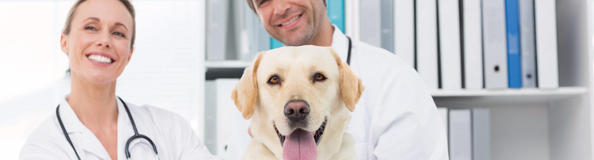 Tieräzte mit Hund